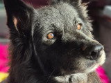 Finette, chienne de type Border Collie à adopter