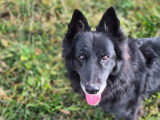 Finette, chienne de type Border Collie à adopter