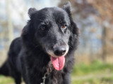 Finette, chienne de type Border Collie à adopter