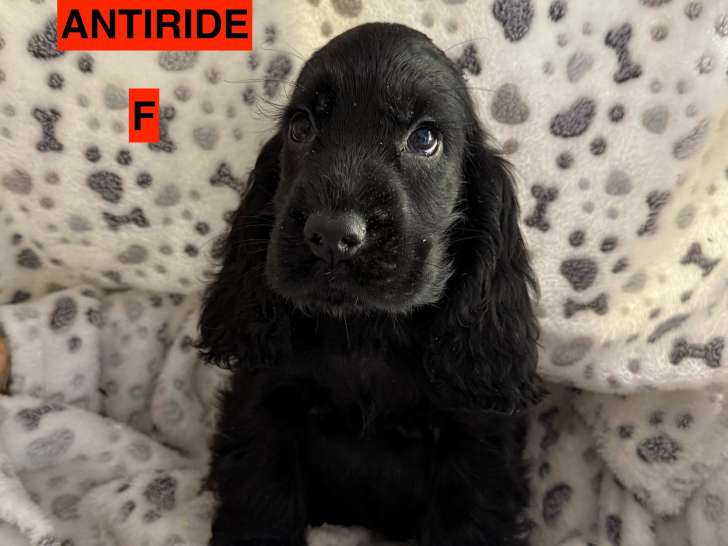 Chiots Cockers Anglais LOF à vendre