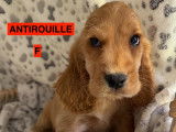Chiots Cockers Anglais LOF à vendre