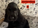 Chiots Cockers Anglais LOF à vendre