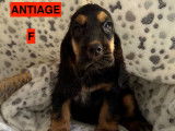 Chiots Cockers Anglais LOF à vendre
