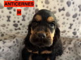 Chiots Cockers Anglais LOF à vendre