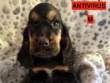Chiots Cockers Anglais LOF à vendre