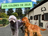 Chiots Lagotto Romagnolo LOF à vendre