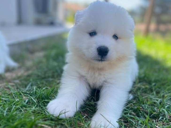 5 chiots mâles Samoyède LOF disponible à la réservation