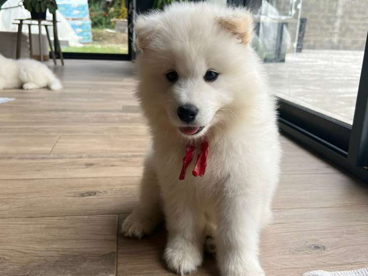 1 chiot mâle Samoyède LOF disponible