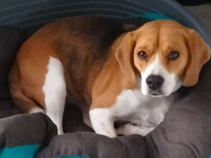 Chienne adulte Beagle à donner