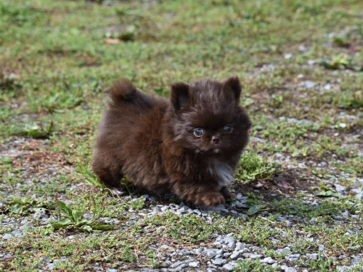 Sublime chiot mâle Chihuahua à vendre