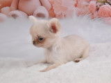 Sublime chiot mâle Chihuahua à vendre