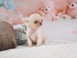 Sublime chiot mâle Chihuahua à vendre