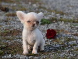 Sublime chiot mâle Chihuahua à vendre