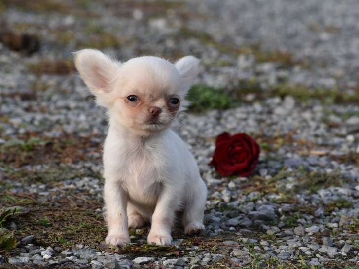 Sublime chiot mâle Chihuahua à vendre