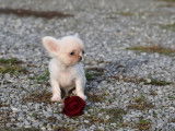 Sublime chiot mâle Chihuahua à vendre