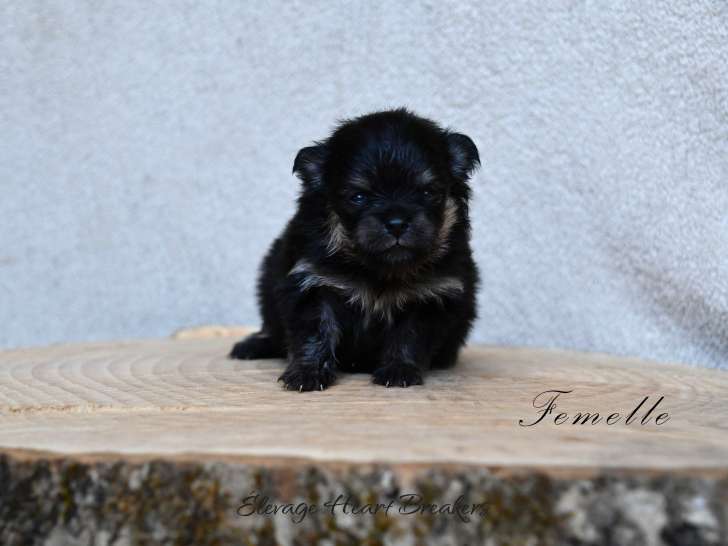 Femelle