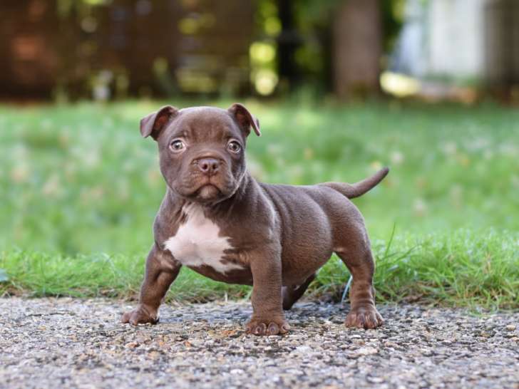 Chiot American Bully micro/petit pocket à vendre