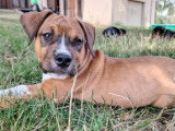 Chiots American Staffordshire Terrier à réserver