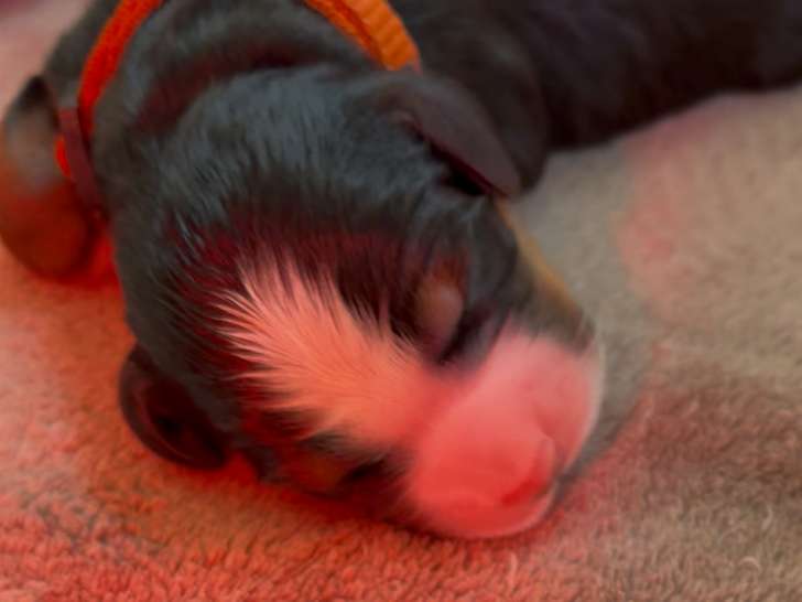 Magnifiques chiots Bouvier Bernois à vendre