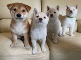 Chiots Mameshiba à vendre
