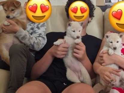 Chiots Mameshiba à vendre