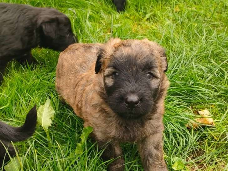 Chiots Bouvier des Flandres avec pedigree