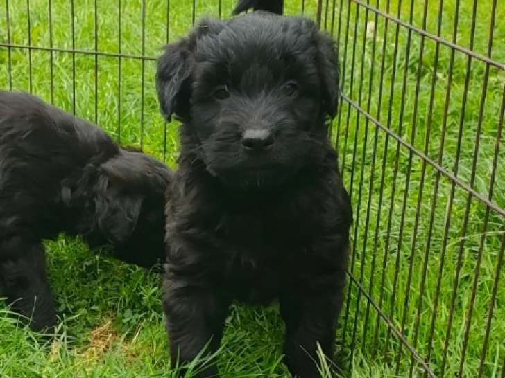 Chiots Bouvier des Flandres