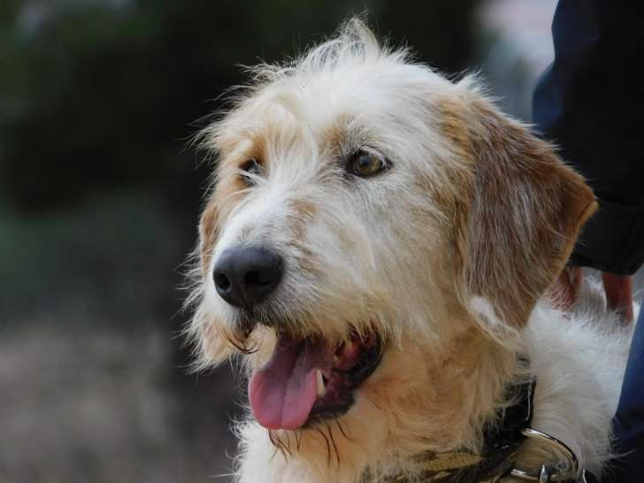 Charco, magnifique Griffon sensible à adopter