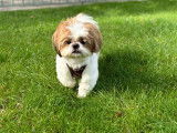 Mâle Shih Tzu adorable disponible pour saillie