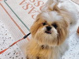 Mâle Shih Tzu adorable disponible pour saillie