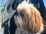 Mâle Shih Tzu adorable disponible pour saillie