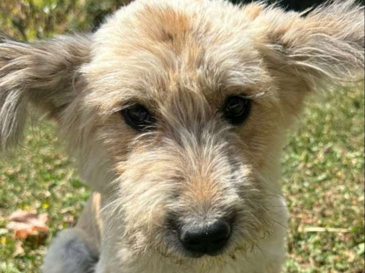 Jeune chienne de 8 mois à adopter