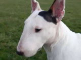 À adopter : chienne Bull Terrier Miniature de 6 ans