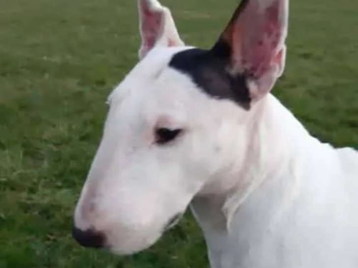 À adopter : chienne Bull Terrier Miniature de 6 ans