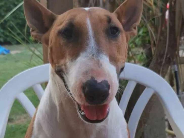 Disponible à l'adoption : chienne Bull Terrier fauve et blanche