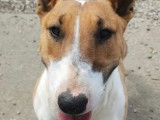 Disponible à l'adoption : chienne Bull Terrier fauve et blanche