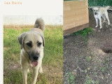 En attente d'adoption : chienne Berger d’Anatolie d'un an