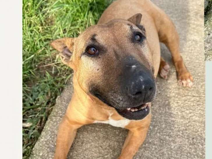 Prête pour l’adoption : chienne Bull Terrier de 10 ans