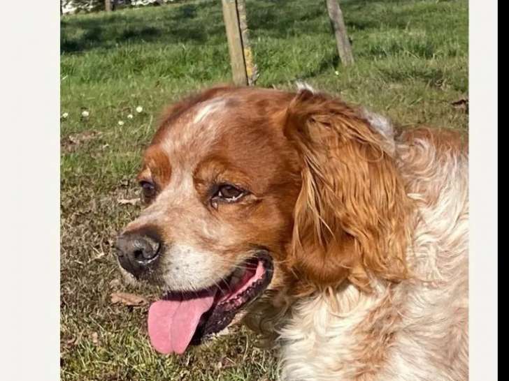 En attente d'un foyer : chien Épagneul Breton roux et blanc