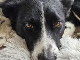 À accueillir : chienne noire et blanche