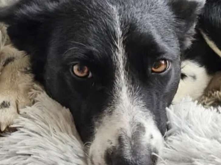 À accueillir : chienne noire et blanche