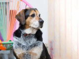 En quête d'un foyer : chienne tricolore