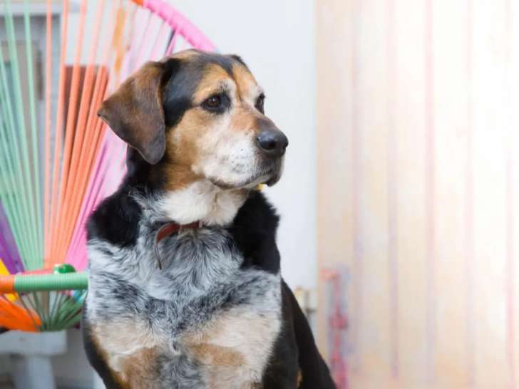 En quête d'un foyer : chienne tricolore