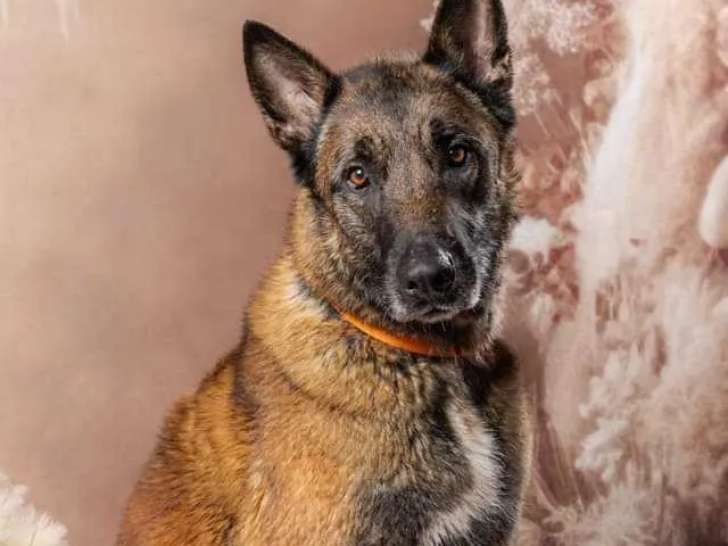Adoption disponible : chienne Berger Malinois de 8 ans