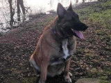Adoption disponible : chienne Berger Malinois de 8 ans