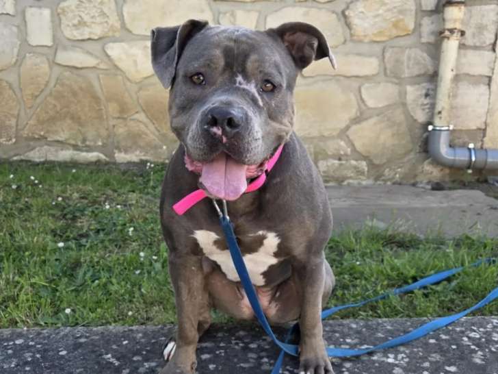 À la recherche d’une famille : chienne Cane Corso grise