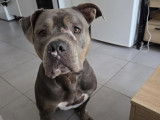 À la recherche d’une famille : chienne Cane Corso grise