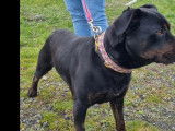 Chien de 2 ans à adopter