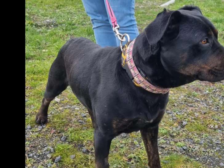 Chien de 2 ans à adopter