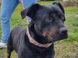 Chien de 2 ans à adopter